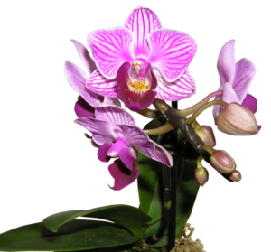 Pink orchid plant